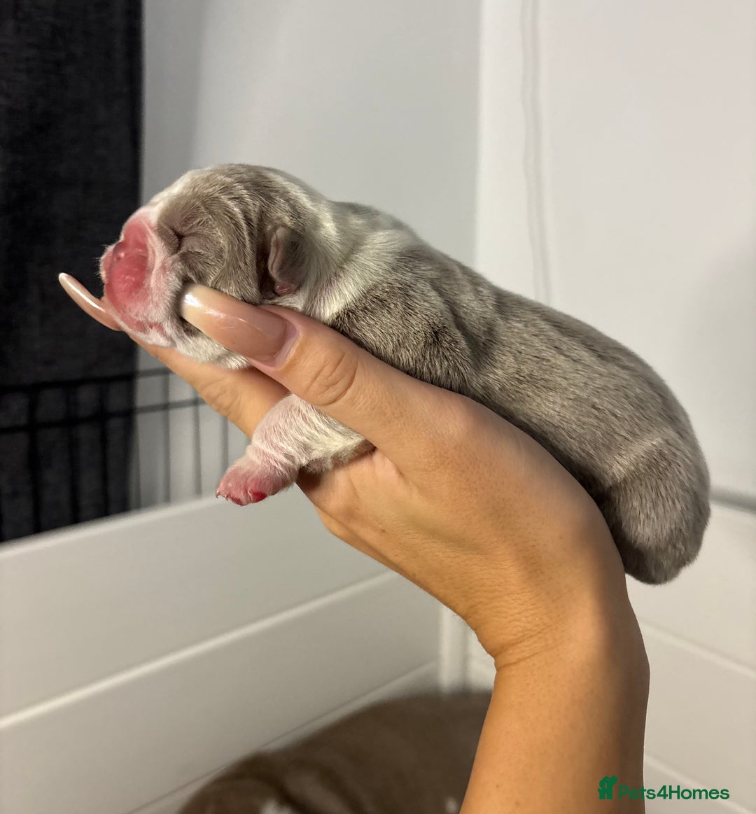 English Bulldog dogs for sale: Only one male left! Ready on the 27th of October  - Image 9