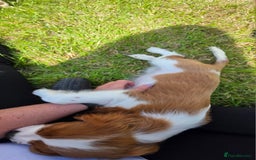Cavalier King Charles Spaniel dogs for sale: Cavalier King Charles Puppies  - Image 10