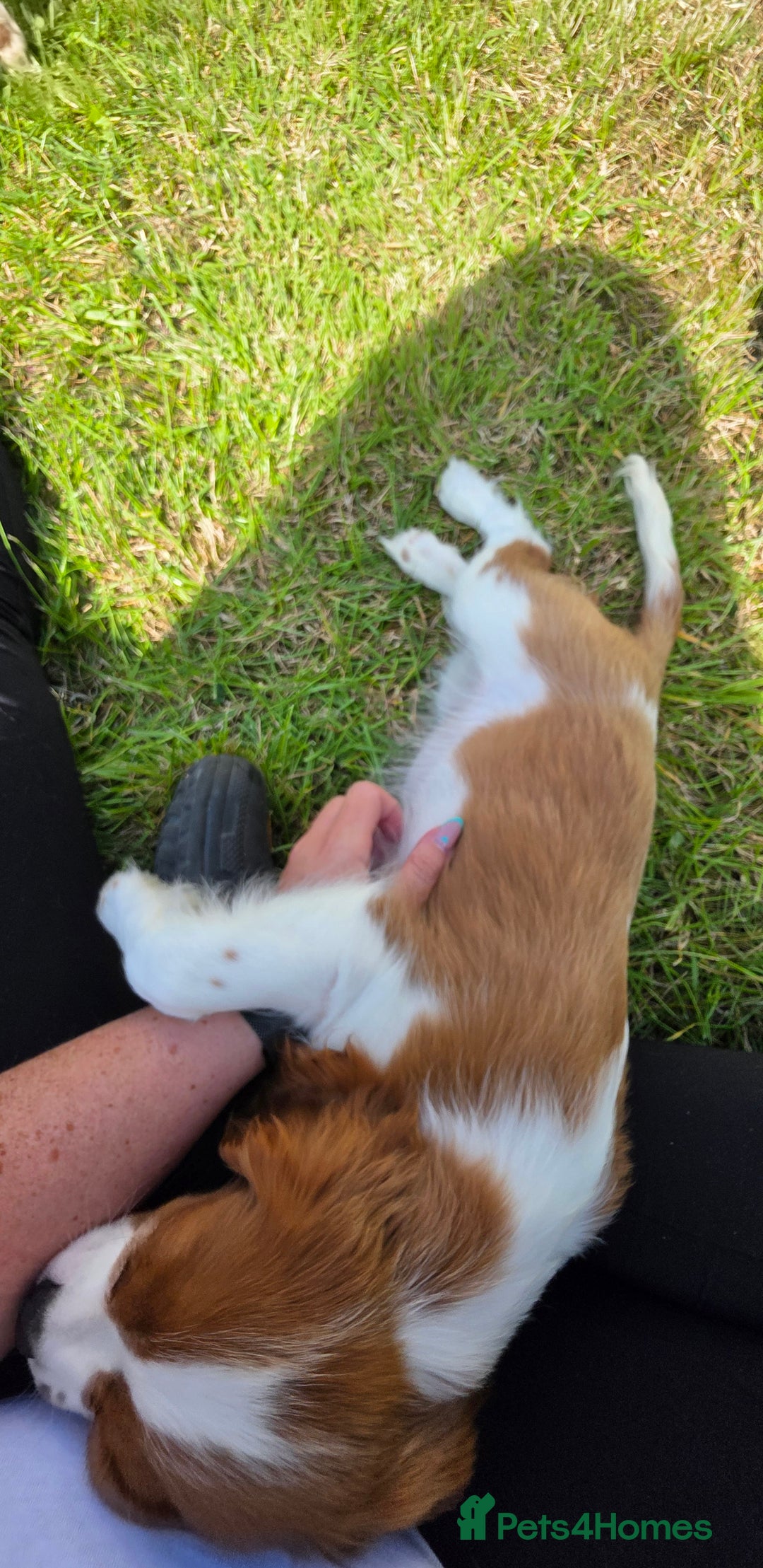 Cavalier King Charles Spaniel dogs for sale: Cavalier King Charles Puppies  - Image 10