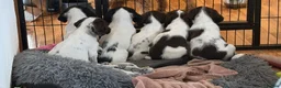 English Springer Spaniel dogs for sale: KC Registered Working Springer Spaniel Puppies in Lostwithiel - Advert 4