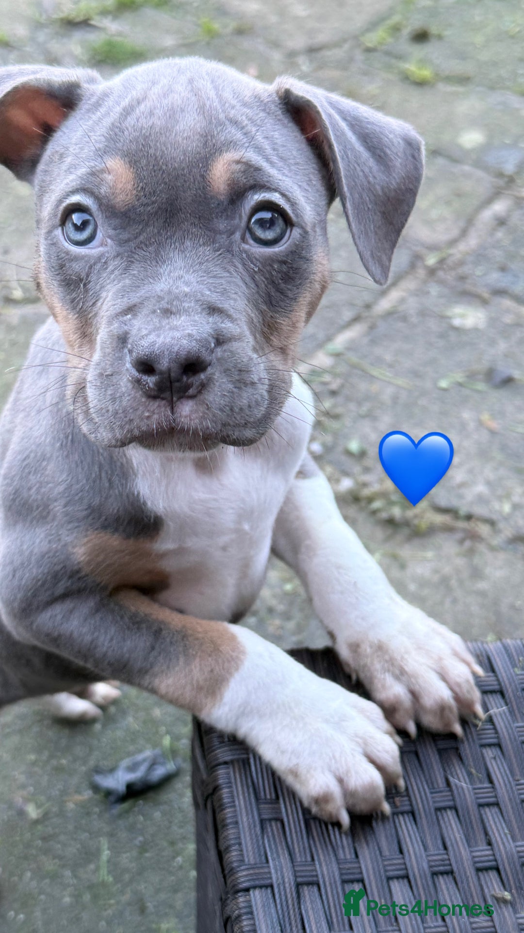 American Bully dogs for sale: 3 furbabies left ! ABKC Classic American Bullys - Advert 17