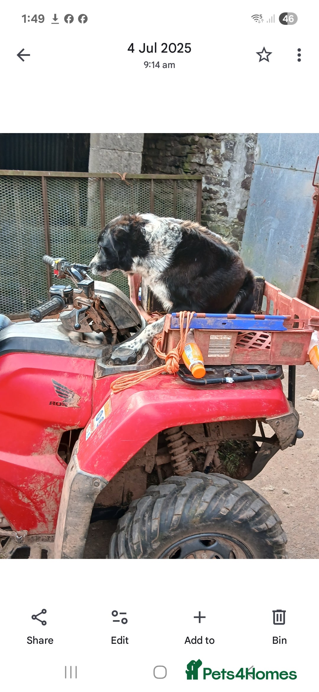 Border Collie dogs for sale: Adorable sherp dog pups for sale - Advert 13
