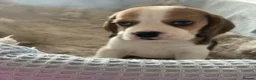 Beagle dogs for sale: KC Reg Pure Pedigree champ Beagle  - Advert 3