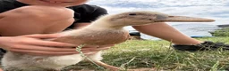 Ducks poultry for sale: Purebred Indian runner ducklings  - Advert 2