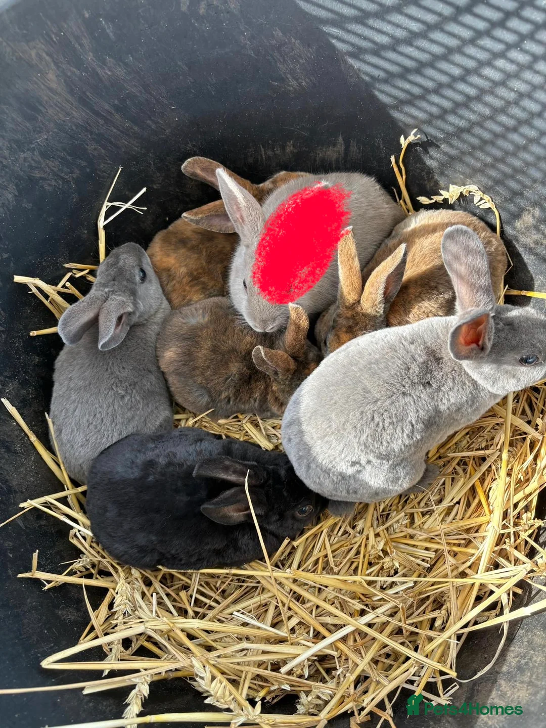 Rex rabbits for sale: Ready to leave. 3 boys 6 girls.  - Advert 2