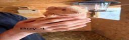 Guinea Pig rodents for sale: 10 week old baby Guinea pigs boys and girls  - Advert 19