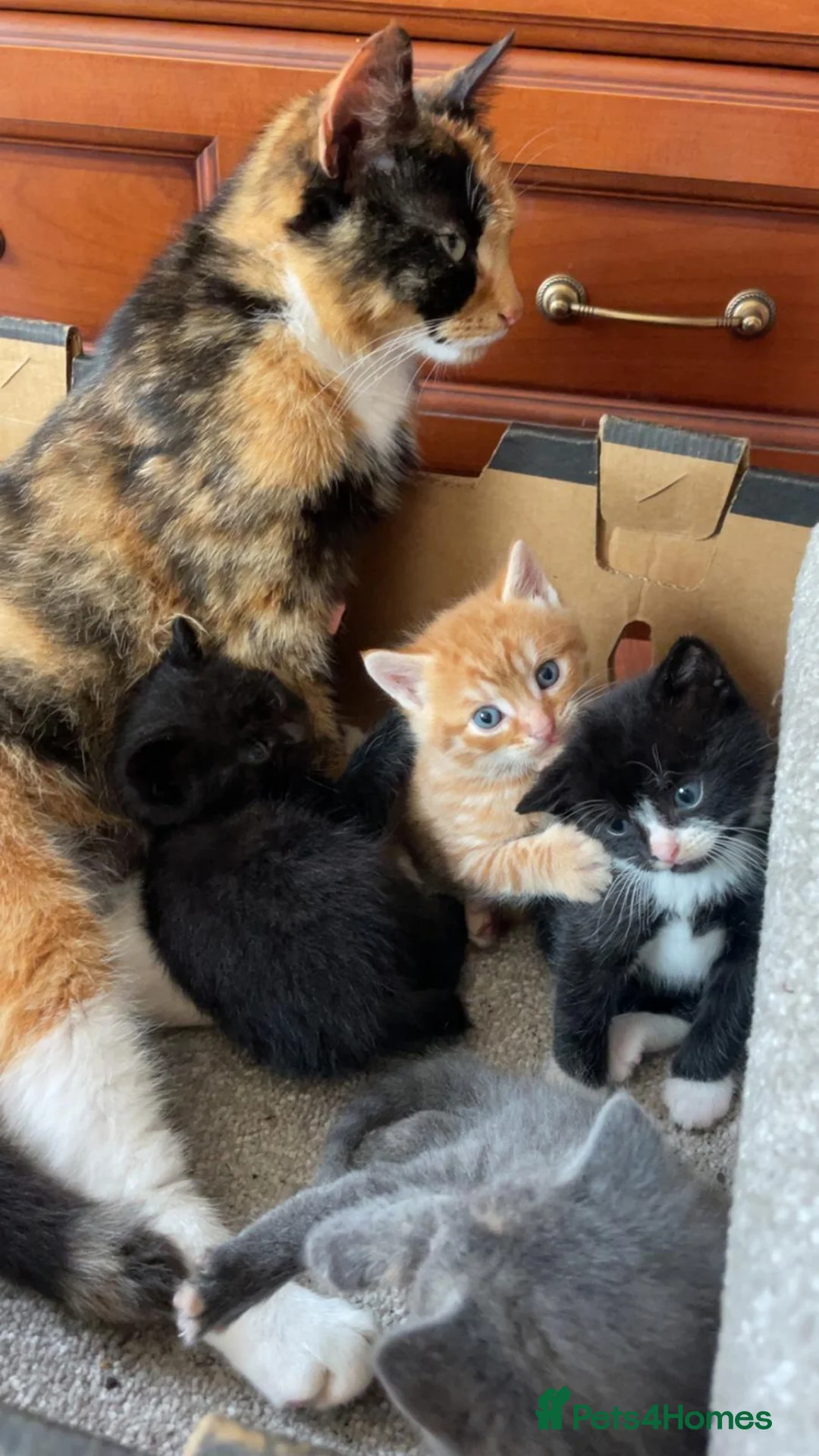 Mixed Breed cats for sale: 4 kittens and mother in Grays - Advert 1