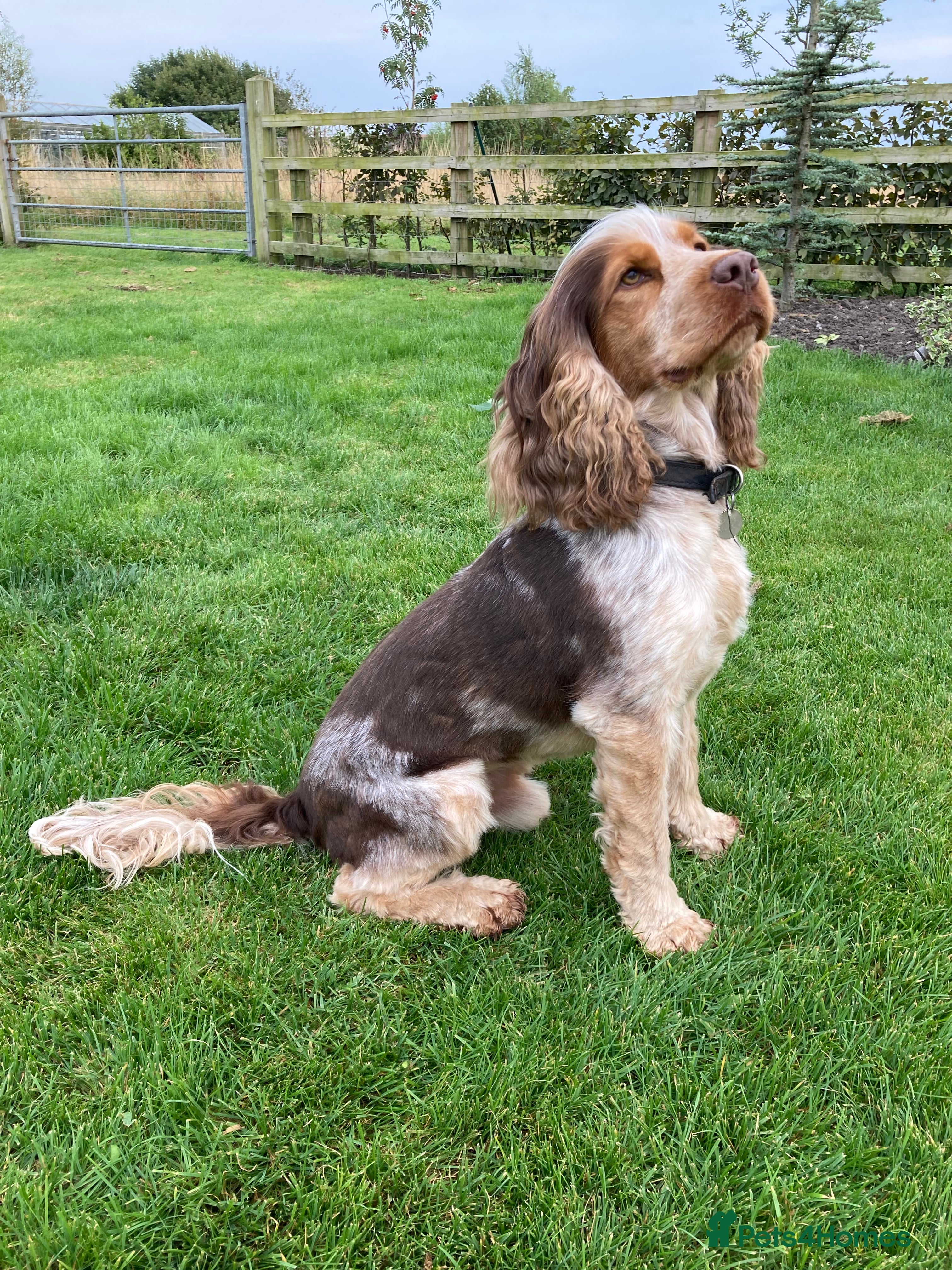 Cocker Spaniel dogs KC ‘Best Practice’ Health 🐾Show 🐾200+ pups born - Advert 4