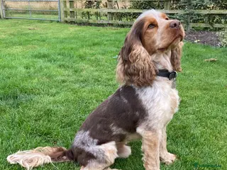 Cocker Spaniel dogs KC ‘Best Practice’ Health 🐾Show 🐾200+ pups born - Advert 4