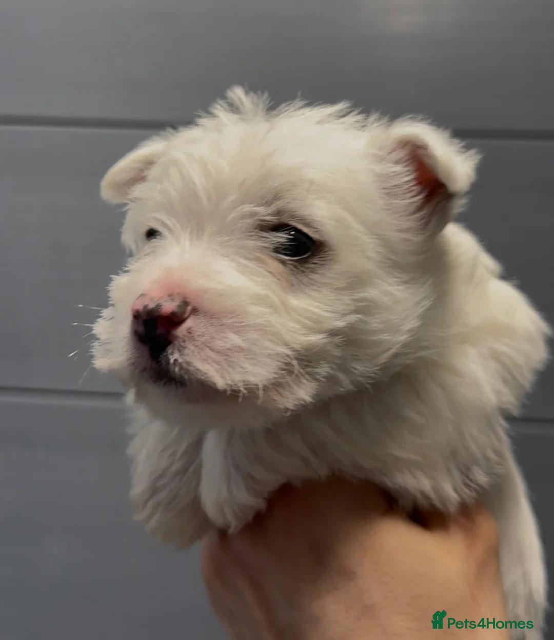 West Highland Terrier dogs for sale: West Highland Terrier Pups Pure Pedigree - Advert 9