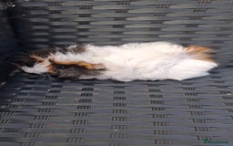 Guinea Pig rodents for sale: 6 baby girl guinea pigs  - Image 5