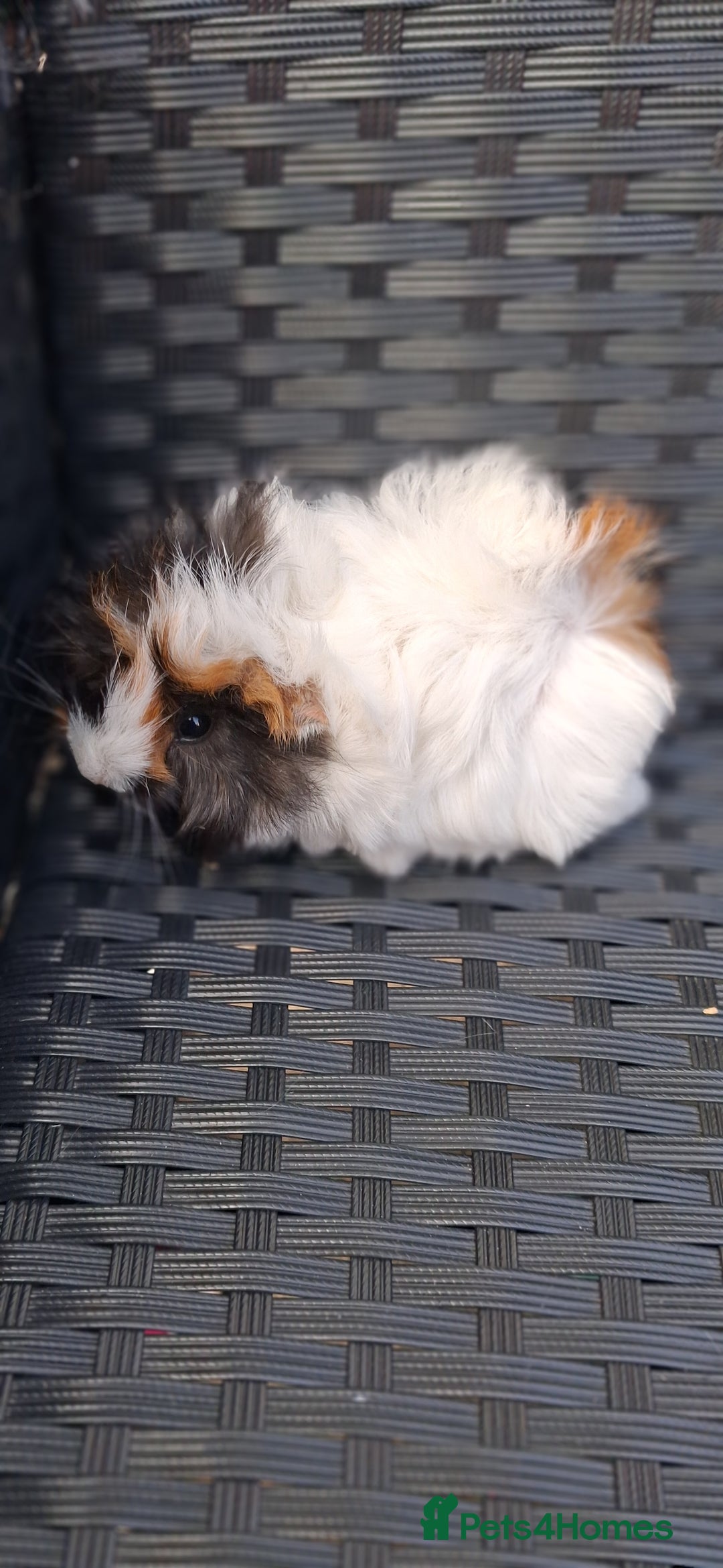 Guinea Pig rodents for sale: 6 baby girl guinea pigs  - Image 5
