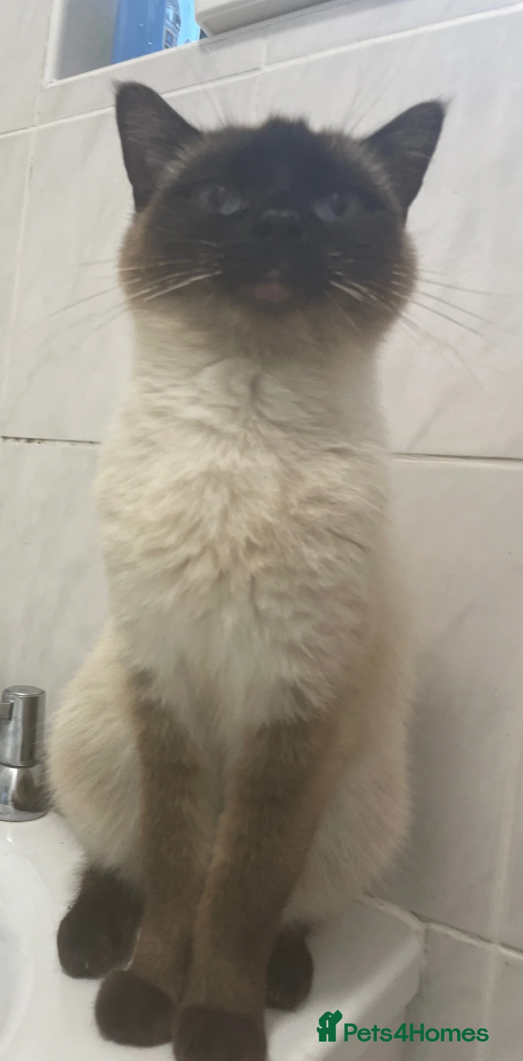 Ragdoll cats for sale: Stunning female ragdoll - Advert 2