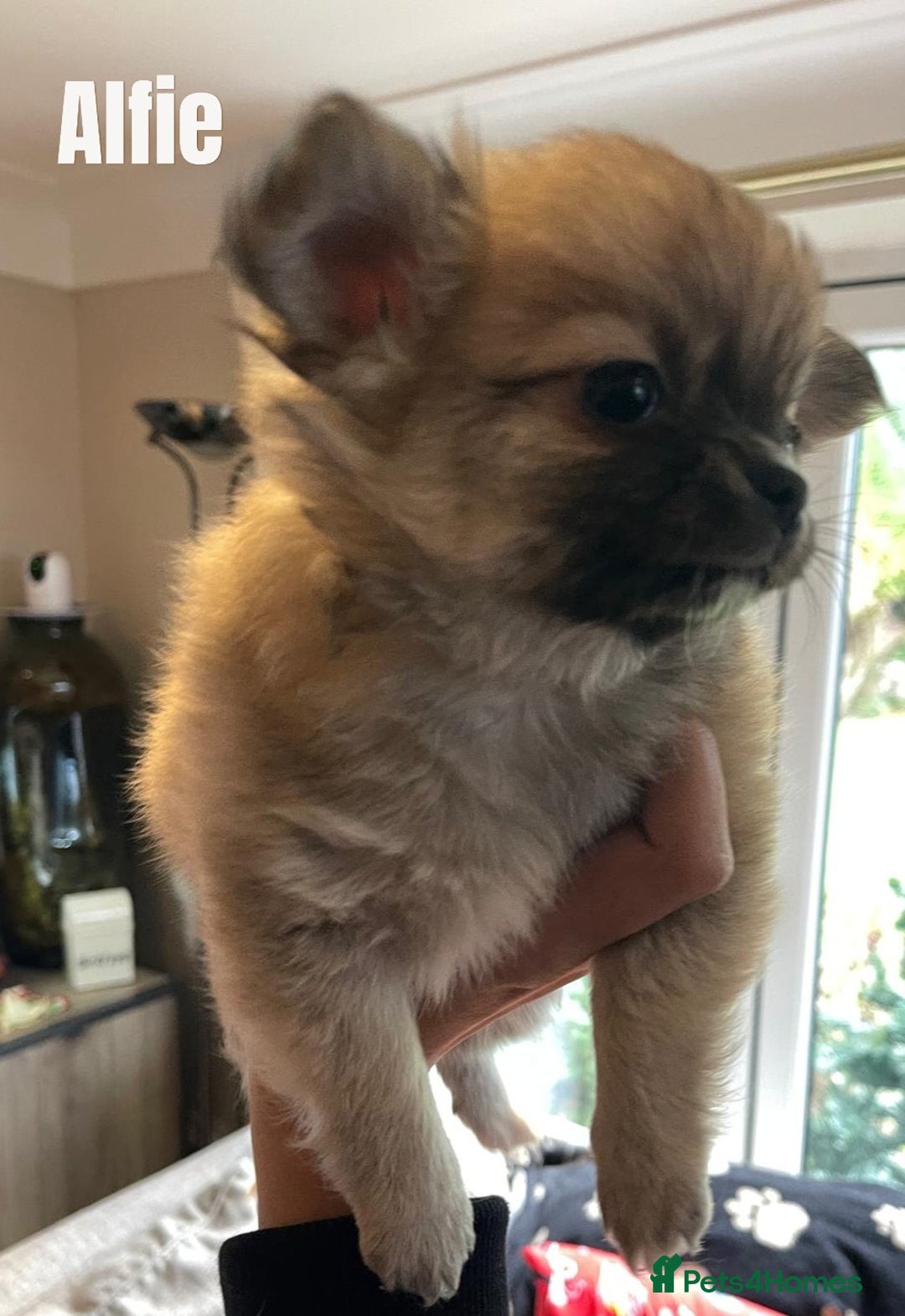 Chihuahua dogs for sale: CHIHUAHUA PUPPIES, 5 boys  - Advert 2