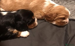 Cavalier King Charles Spaniel dogs for sale: King Charles cavalier  - Advert 10