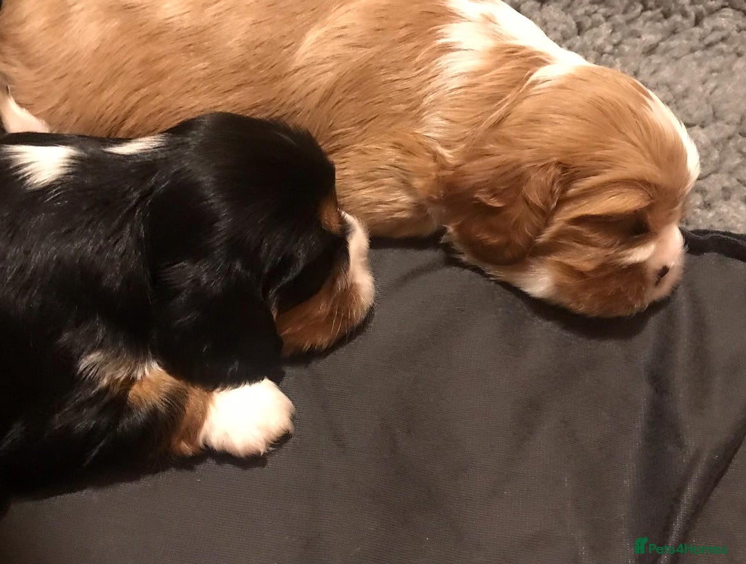 Cavalier King Charles Spaniel dogs for sale: King Charles cavalier  - Advert 10
