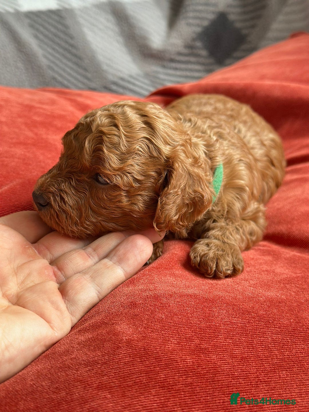 Mixed Breed dogs for sale: Poochon x Maltipoo puppies - Image 15