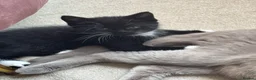 Mixed Breed cats for sale: 7 kittens black and black and white half BSH  - Advert 6
