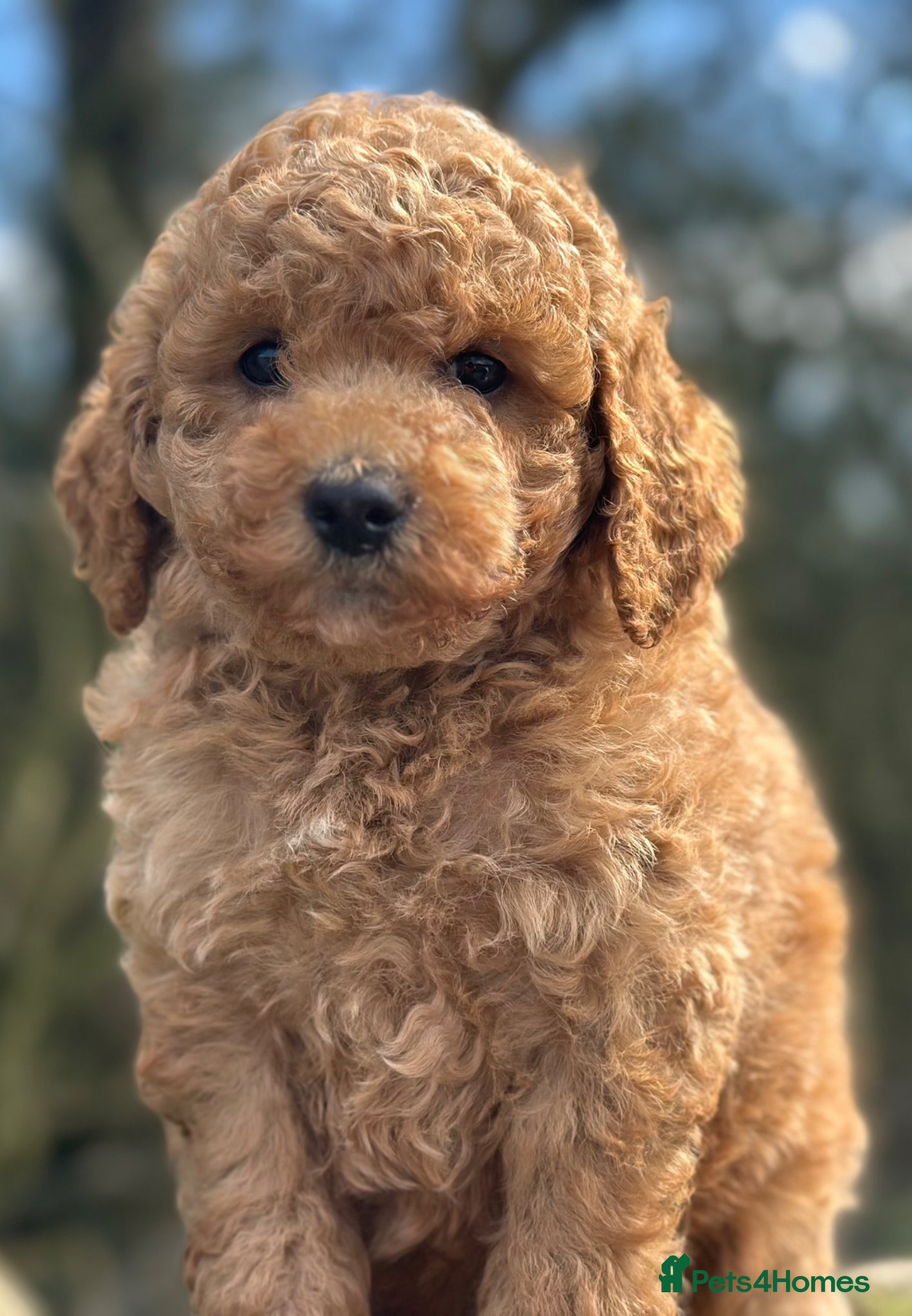 Goldendoodle dogs F1B MINI/MEDIUM GOLDENDOODLES FULL HEALTH CHECKED  - Advert 1