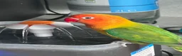 Lovebirds birds for sale: Breeding lovebirds  - Advert 3