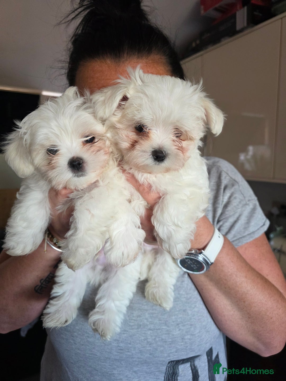 Maltese dogs for sale: Maltese boys - Advert 1