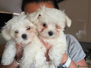 Maltese dogs Maltese boys - Advert 1