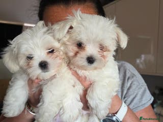 Maltese dogs Maltese boys - Advert 18