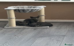 British Shorthair cats for sale: Full grey british short hair kittens  - Image 7