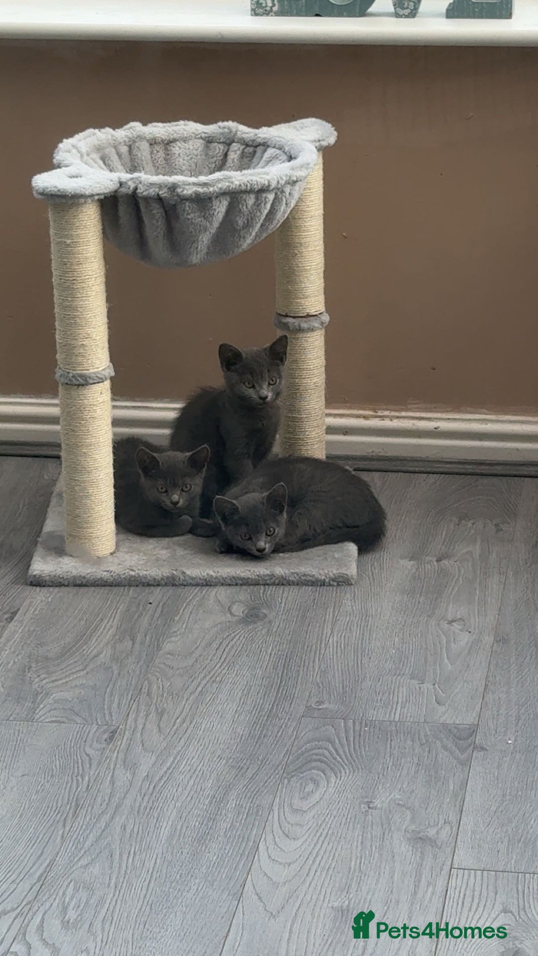 British Shorthair cats for sale: Full grey british short hair kittens  - Image 7