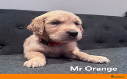 Golden Retriever dogs for sale: Golden Retriever Puppies! 💛🐶 - Image 15