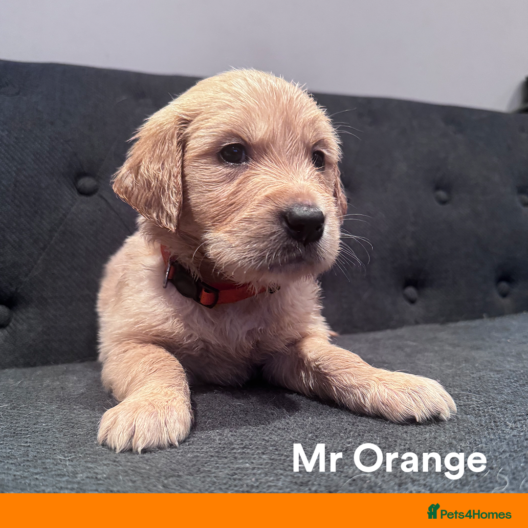 Golden Retriever dogs for sale: Golden Retriever Puppies! 💛🐶 - Image 15