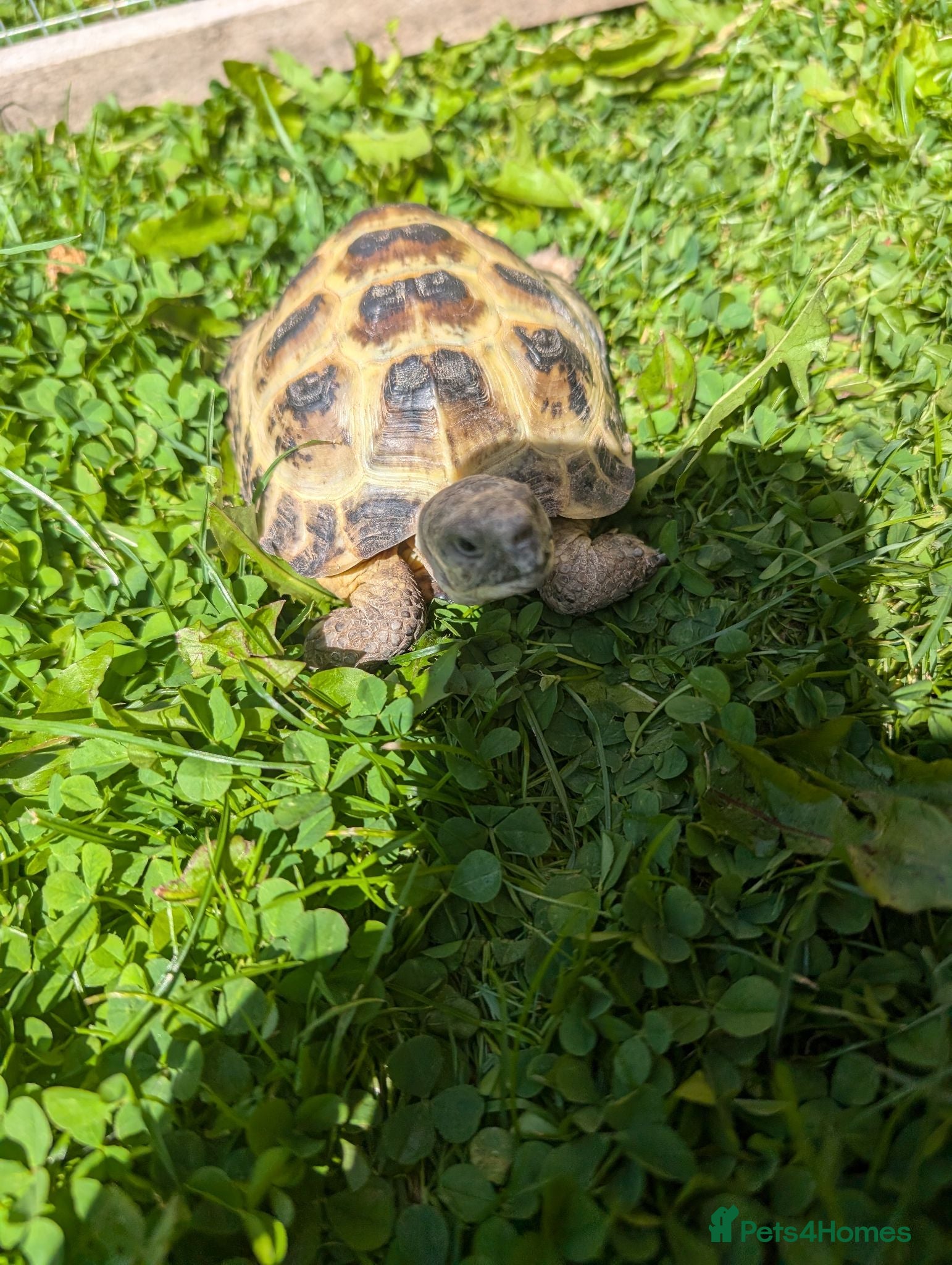 Tortoise reptiles Tortoise and vivarium  - Advert 8