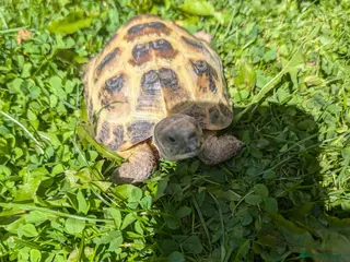 Tortoise reptiles Tortoise - Advert 3