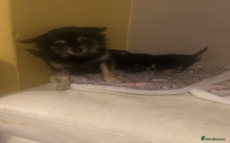Chihuahua dogs for sale: two black and tan chuahua puppies  - Image 4