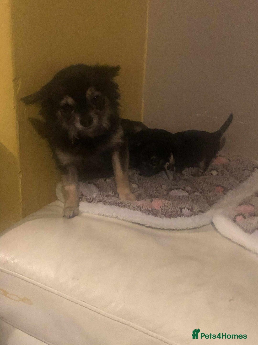 Chihuahua dogs for sale: two black and tan chuahua puppies  - Image 4