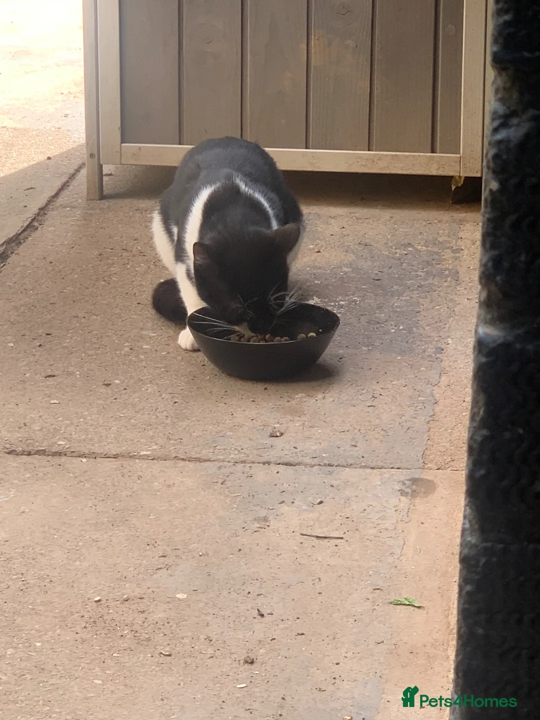 Mixed Breed cats for sale: Kittens For Sale In Birmingham: - Advert 5