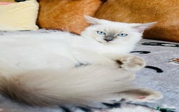 Ragdoll cats for sale: SILKY GCCF PEDIGREE RAGDOLL - Championline  in London - Image 19