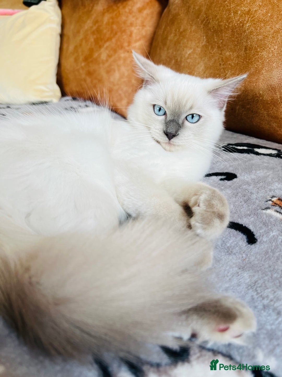 Ragdoll cats for sale: SILKY GCCF PEDIGREE RAGDOLL - Championline  in London - Image 19