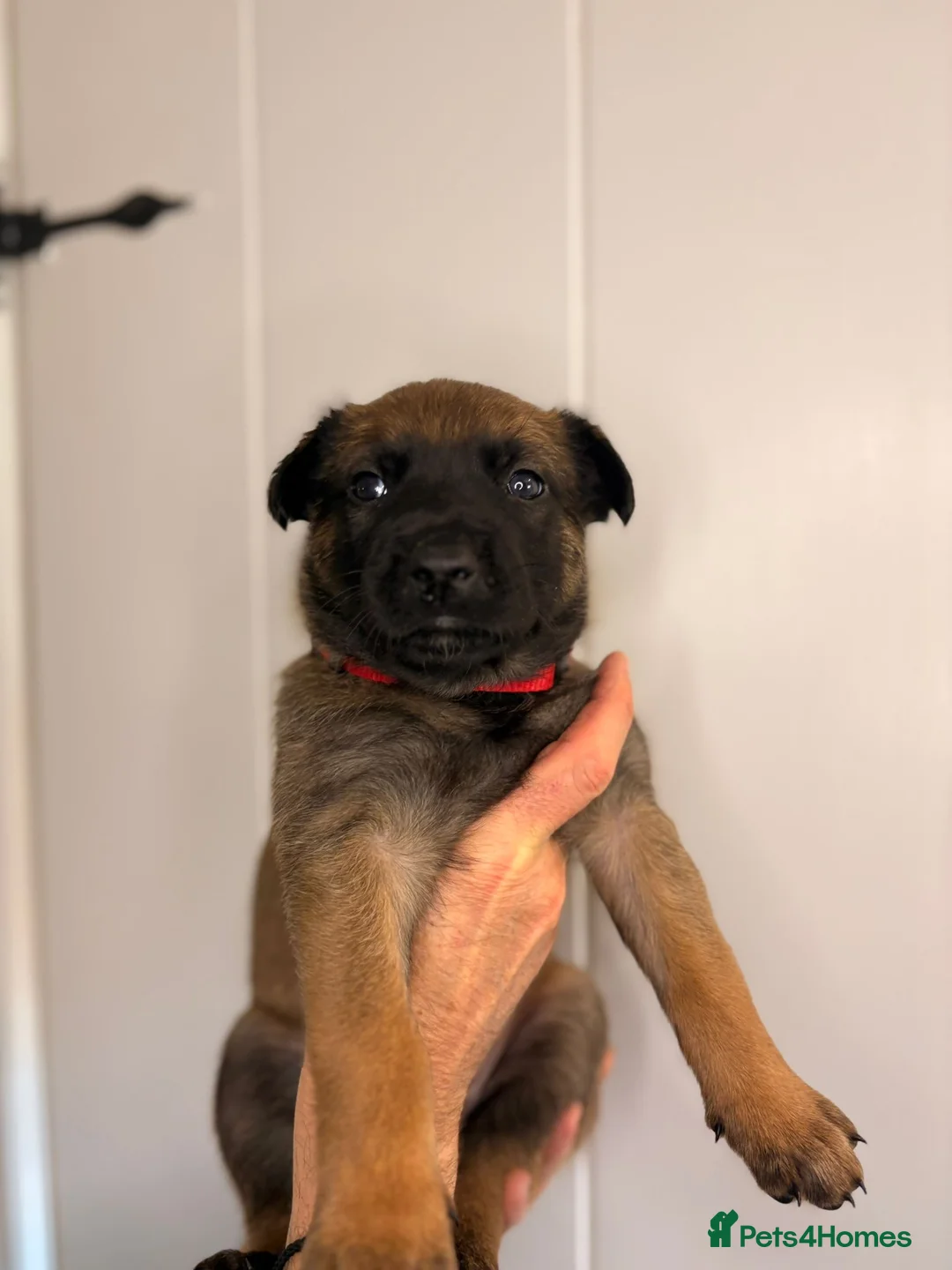 Belgian Shepherd Dog dogs for sale: Belgian Malinois Puppies – £1200 – Reigate, Surrey - Advert 2