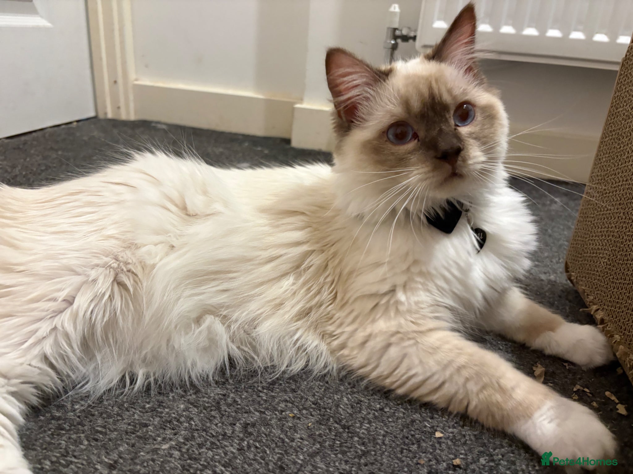 Ragdoll cats TICA registered chocolate mitted ragdoll - Advert 1