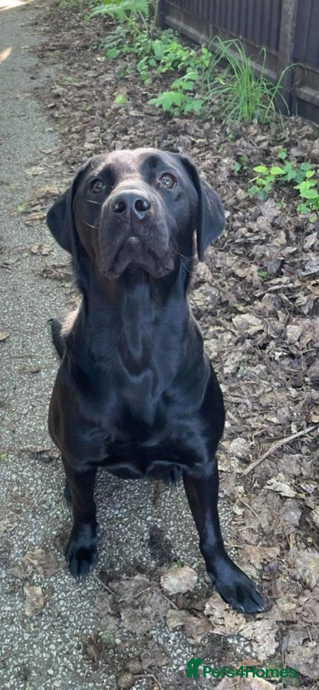 Labrador Retriever dogs for sale: KC registered Labrador pups - Advert 22