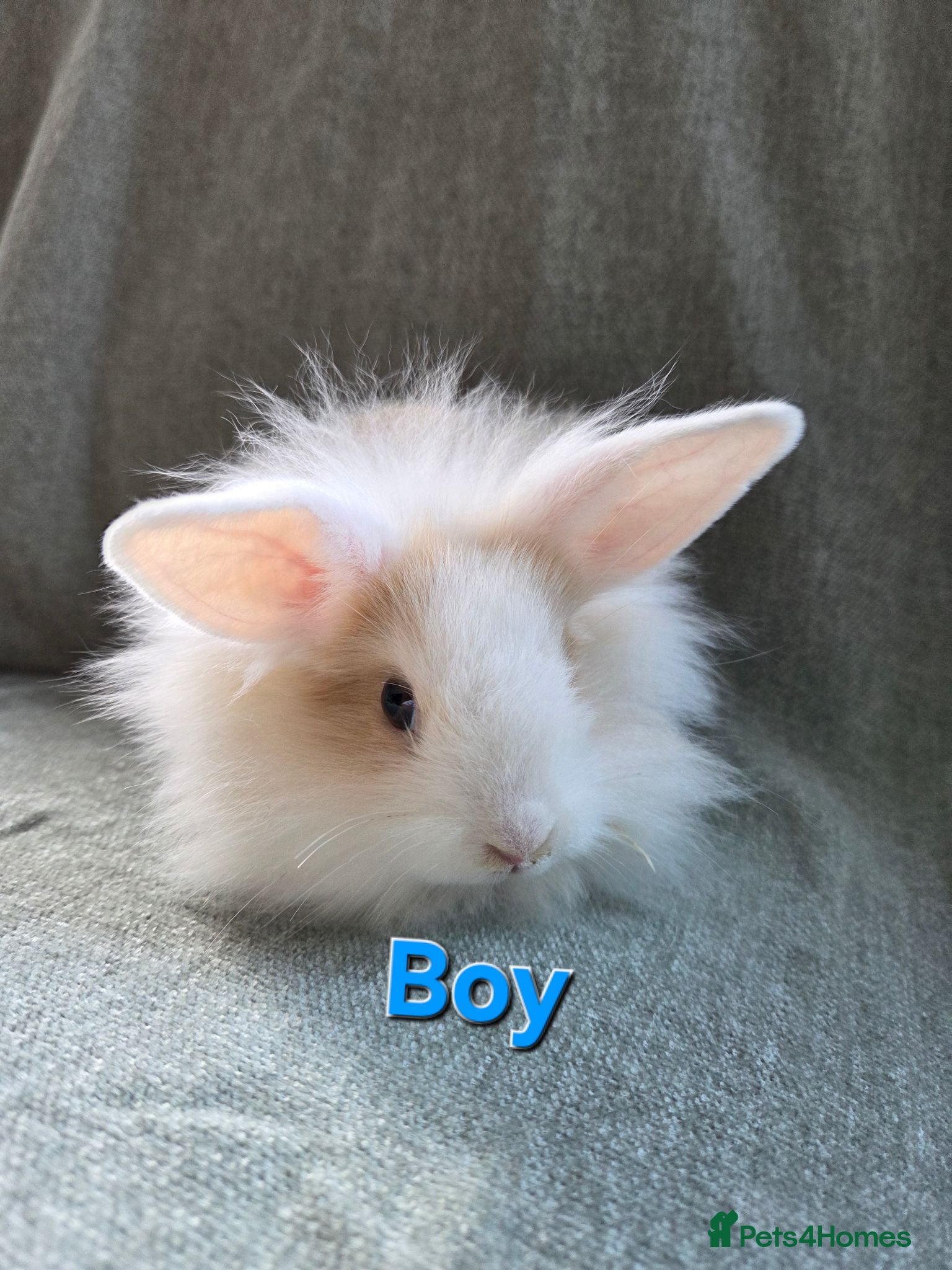 Lionhead rabbits ☆9 week old Very Tame lion heads bunnies  - Advert 1