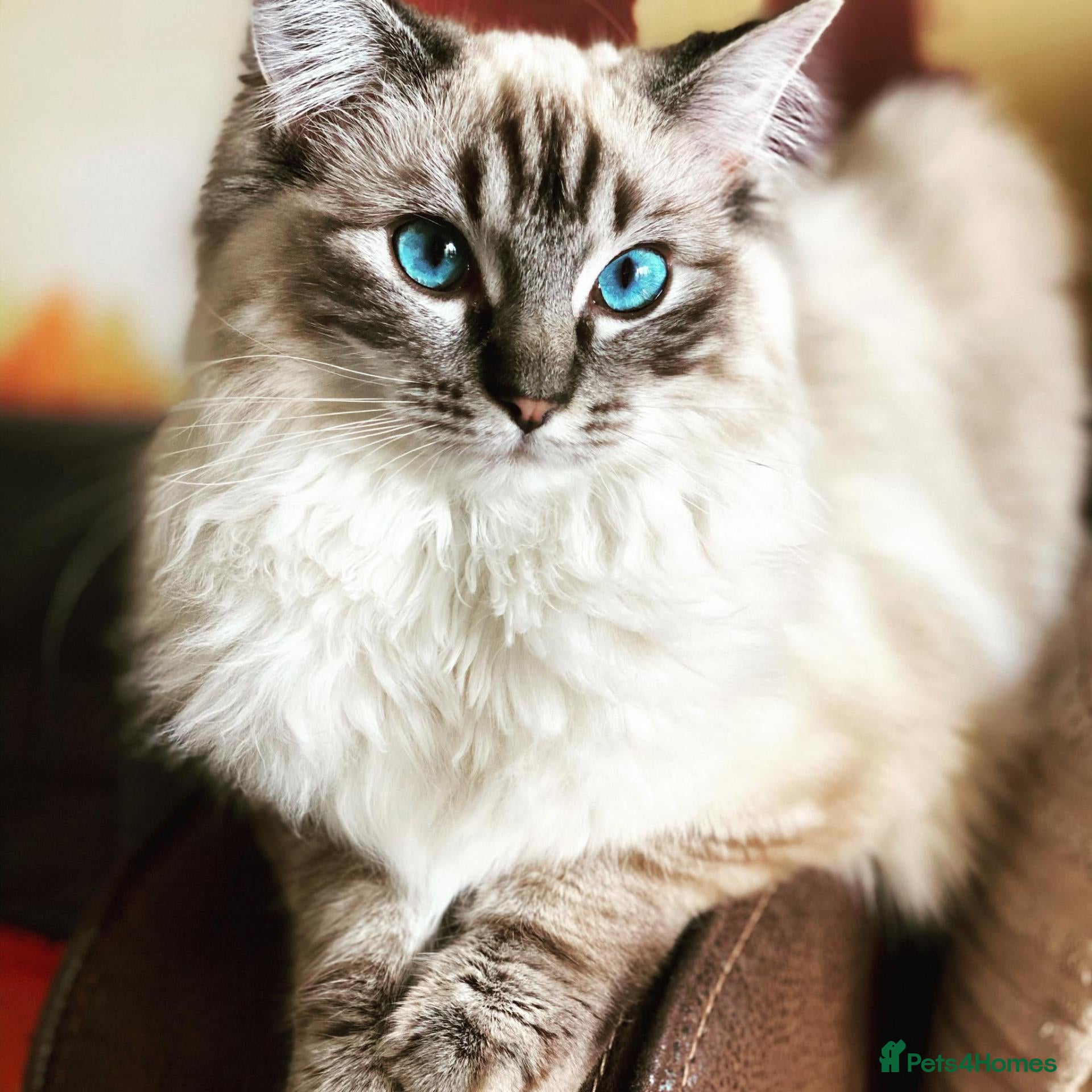 Ragdoll cats Adorable, Purebred GCCF Registered Ragdoll Kittens - Advert 1