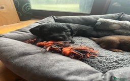 Mixed Breed dogs for sale: Gorgeous Plummer Terrier X Toy Poodle - Image 21