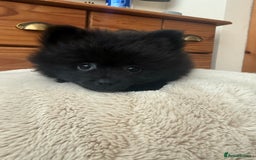 Pomeranian dogs for sale: Pomeranian Puppies For Sale - Image 4