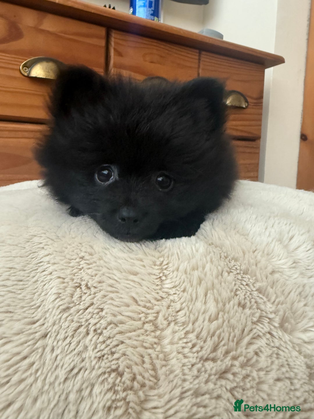 Pomeranian dogs for sale: Pomeranian Puppies For Sale - Image 4