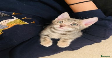 Bengal cats - Advert 3