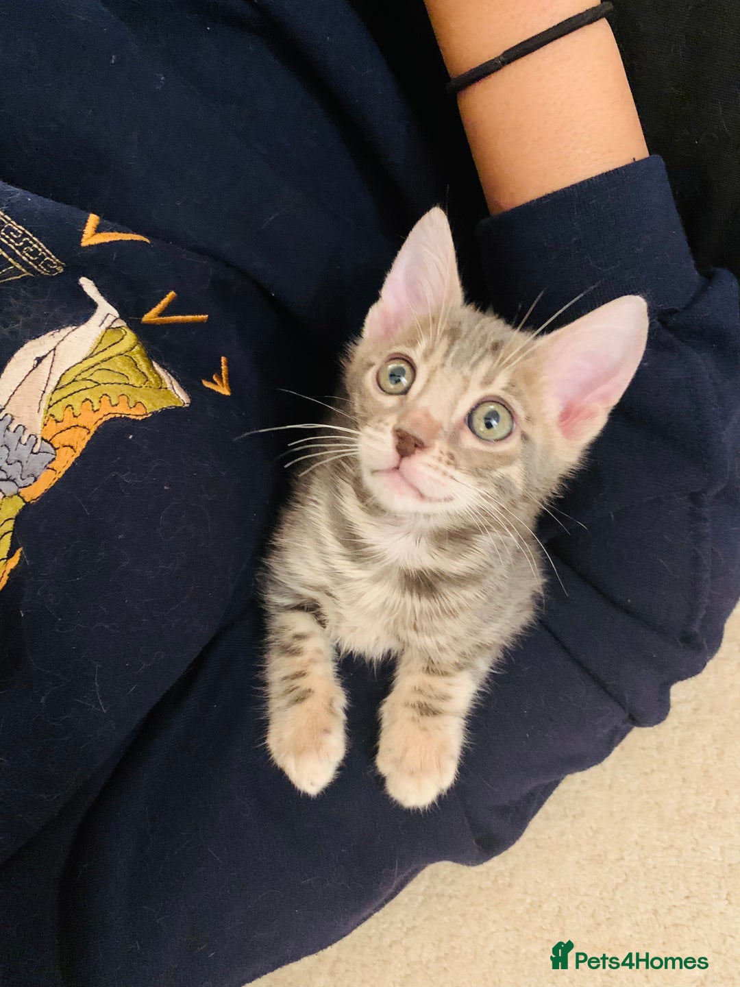 Bengal cats for sale: High Quality Bengal Beauty - Image 2