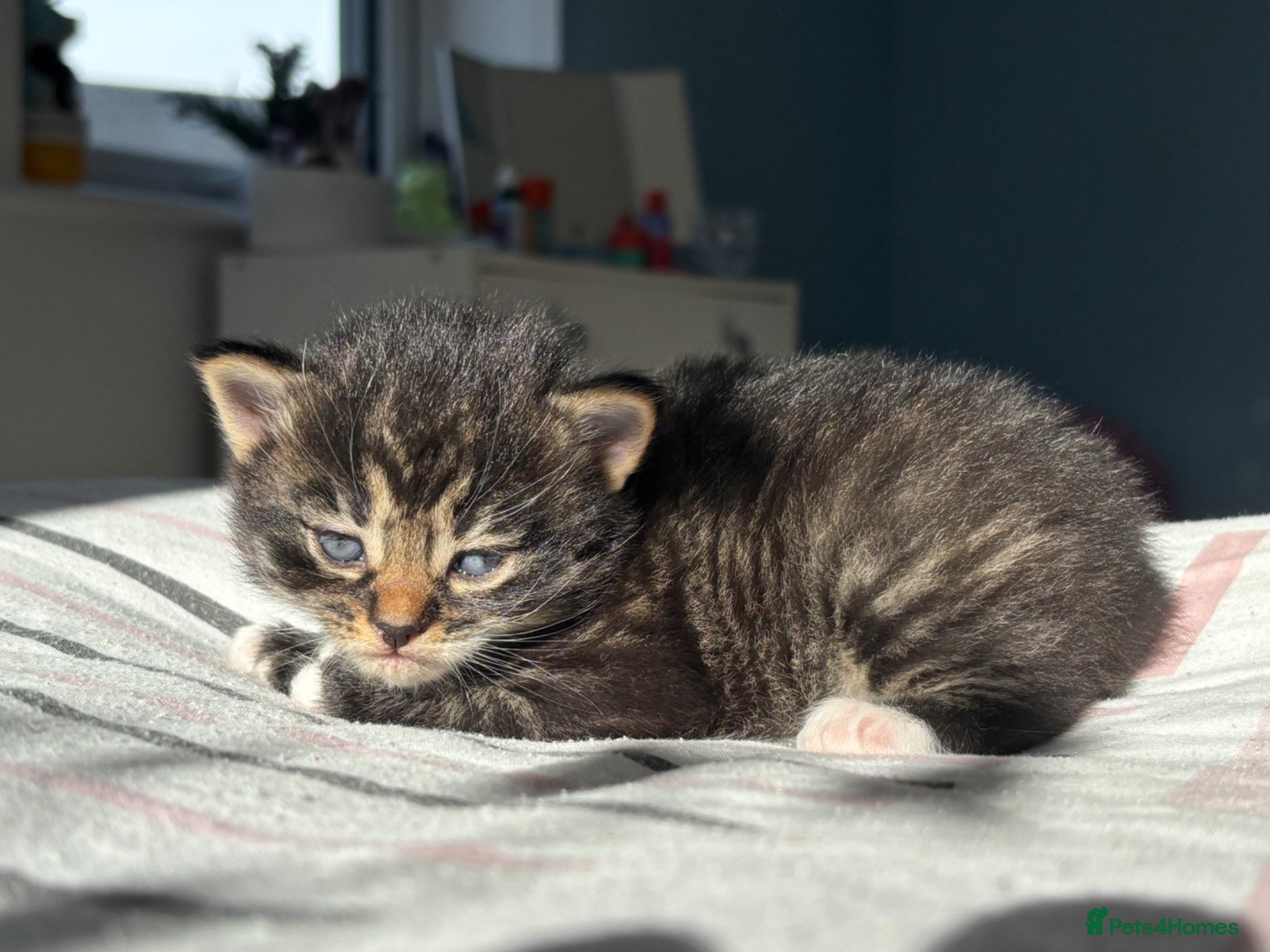 Mixed Breed cats Beautiful Maine Coon Mix Kittens – 1 Available - Advert 12