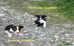 Border Collie dogs for sale: Gorgeous Border Collie pups - Image 12